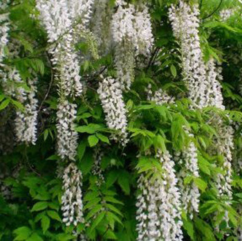 Grandi alberi con i fiori bianchi; Fiori Bianchi Profumati A Grappolo