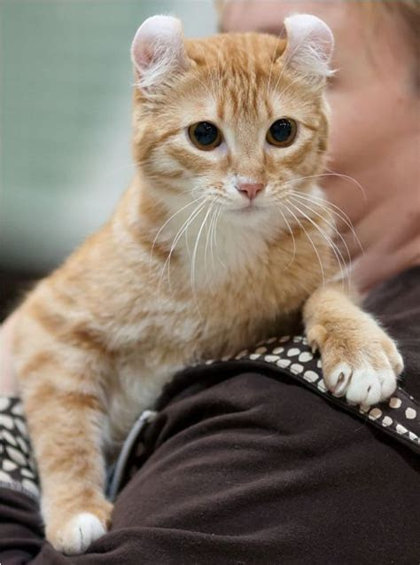 Anak Kucing British Shorthair Untuk Dijual - British Shorthair