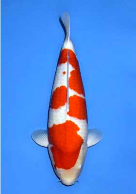 Momotaro bacteria house media is also extremely fast at colonising bacteria, very resistant to damage from power failures or chemicals, and very fast at 'bouncing' back after pond medications have taken place. Okayama Momotaro Koi Farm Congratulations
