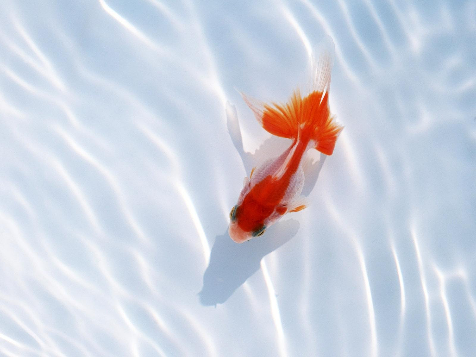すべての花の画像 元のデスクトップ 金魚 壁紙