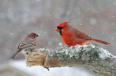 Help Birds in Winter