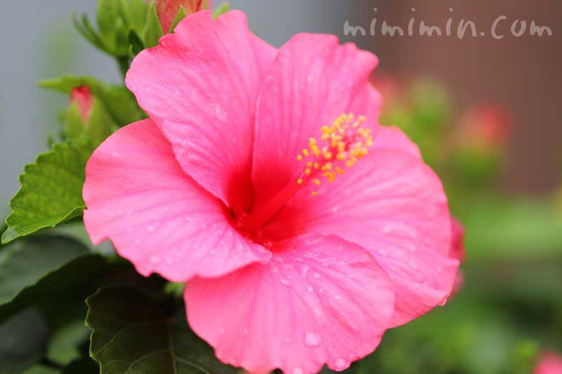 無料ダウンロードハイビスカス 花 言葉 ピンク 最高の花の画像