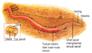  Alat  Pernapasan  pada Manusia dan  Hewan 