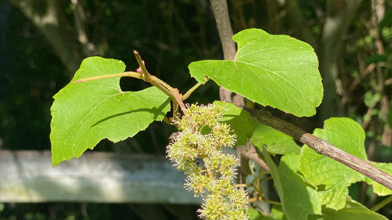 Maybe you would like to learn more about one of these? Wild Grape Vines Vic S Tree Service Uncategorized