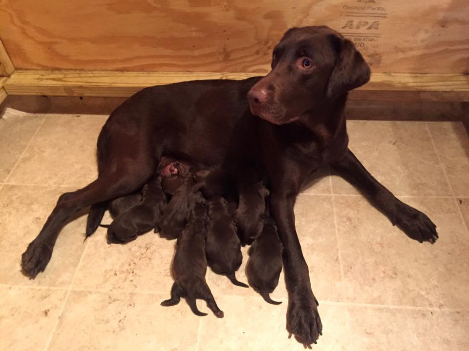 See hundreds of dogs, puppies, cats, kittens and more animals available for adoption. Chocolate Lab Near Me