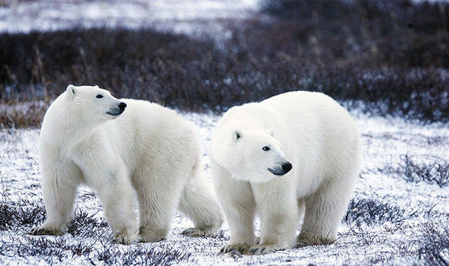 Polar bears