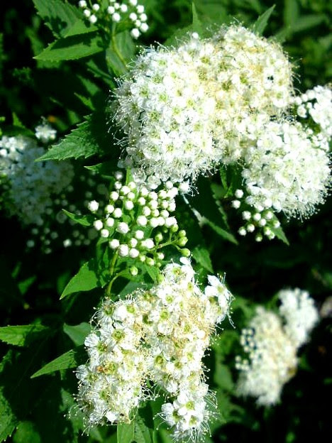 元の白い ふわふわ 最高の花の画像