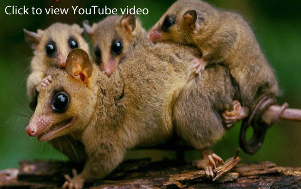 Colocolo opossum in anderen sprachen: Dromiciops