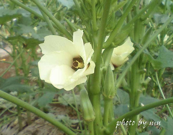 美しい花の画像 ロイヤリティフリー秋の季語 花