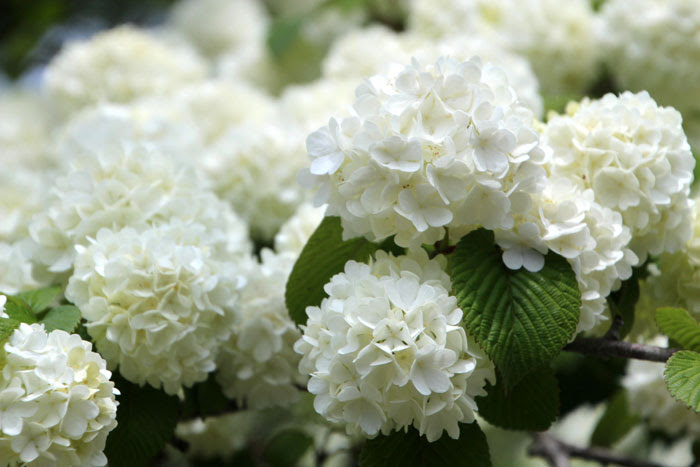 美しい花の画像 最新のhd花 スノー ボール