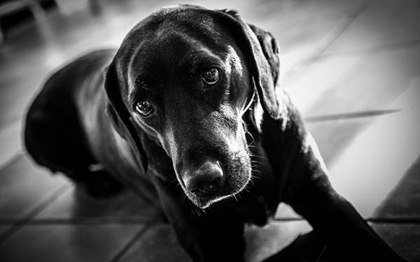 最新のhdかっこいい スマホ 壁紙 動物 すべての動物画像