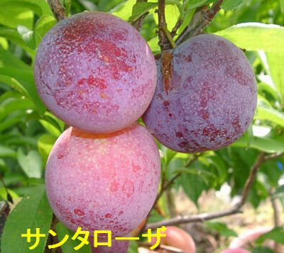 すべての花の画像 綺麗なすもも サンタローザ