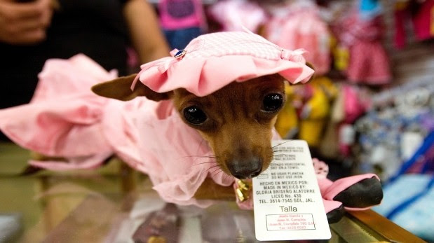 La demanda de ejemplares más pequeños proviene del deseo de los compradores por tener una mascota que parezca un muñeco. (Foto: AP)