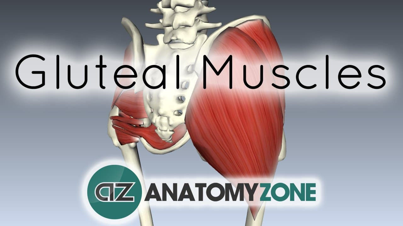 The abdominal muscles are located between the ribs and the pelvis on the front of the body. Muscles Of The Gluteal Region 3d Models Video Tutorials Notes Anatomyzone