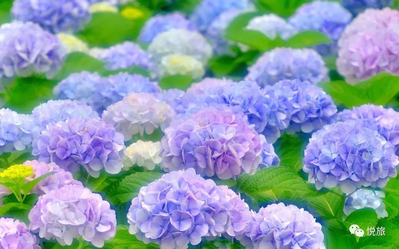 Jongeres 100 紫陽花壁紙