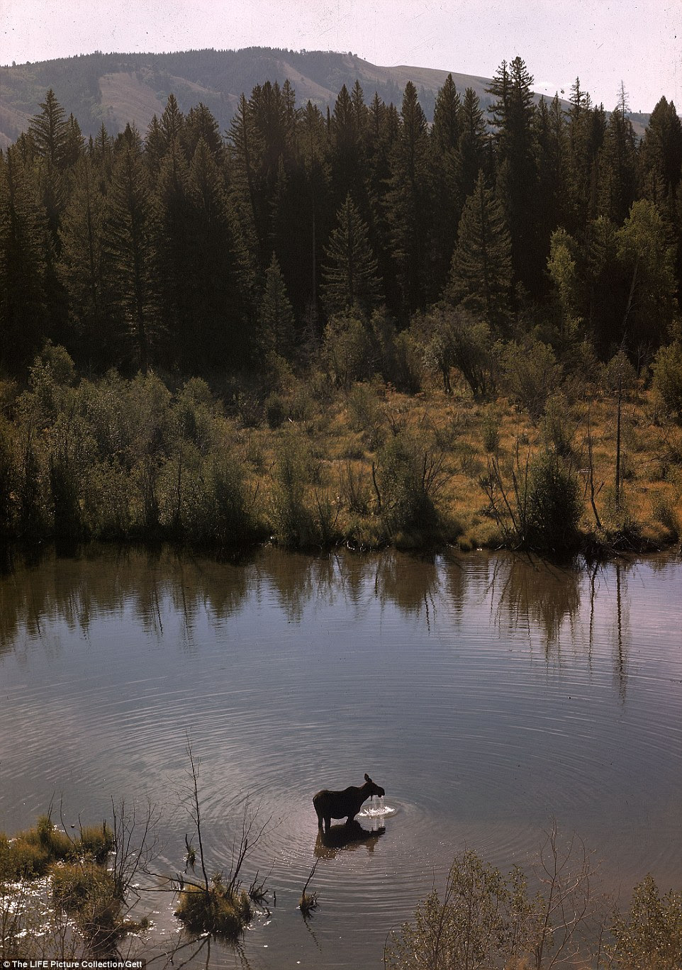 Tranquil surroundings: A moose  drinking in the stream with rolling hills and wooded areas in the background