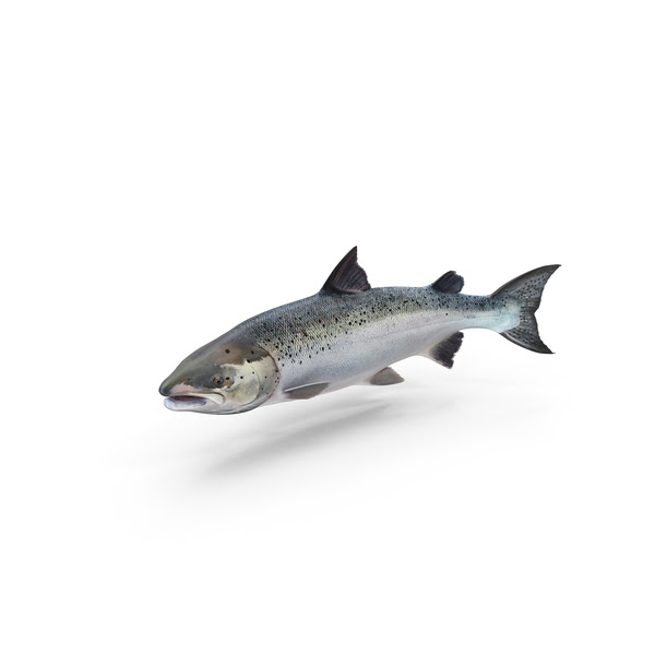 Atlantic Salmon Fish Png Images Psds For Download Pixelsquid S111210812 Salmon of knowledge 2.png 472 × 429; pixelsquid