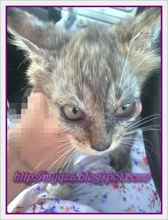 Si BuLu KemBanG : TuannyA aDaLah Makcik KucinG! Jika akU 