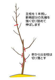 すべての美しい花の画像 75 桃 鉢植え 育て方