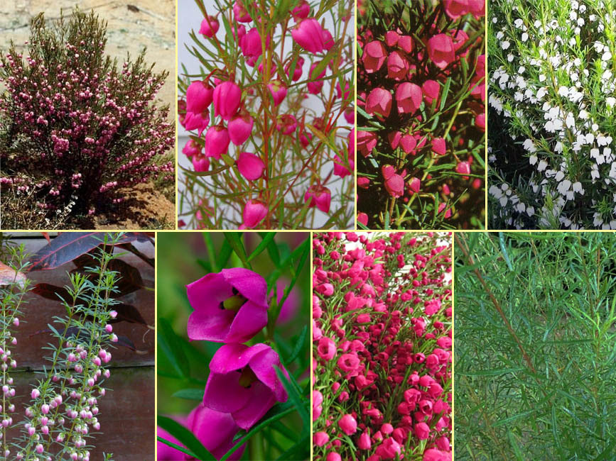 50 ボロニア 花 最高の花の画像