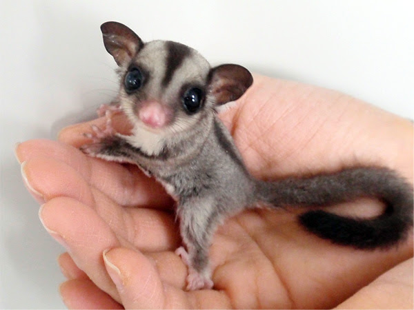最高の動物画像 無料ダウンロード可愛い ペット 小動物