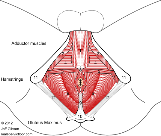 Maybe you would like to learn more about one of these? Male Pelvic Floor Advanced Massage And Bodywork