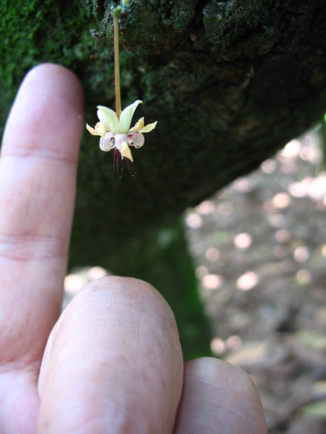 新鮮なカカオ 花 すべての美しい花の画像