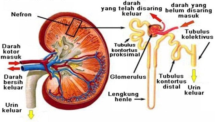  Gambar  Ginjal Dan  Bagian  Bagiannya  Serta Fungsinya 