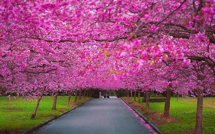 デスクトップ 夜桜 壁紙 Pc デスクトップ 壁紙 夜桜 Saesipapictqfz
