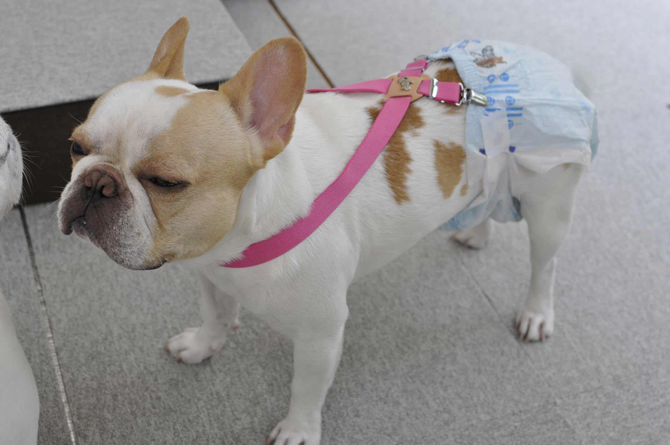 魚 セント 過言 犬 おむつ 手作り Honda Ri Jp
