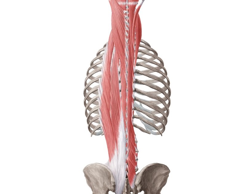 Neck And Upper Back Muscles Anatomy - ANATOMY STRUCTURE