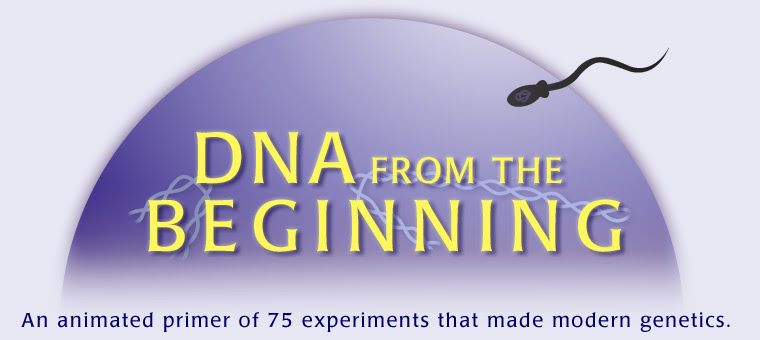 Learn vocabulary, terms and more with flashcards, games and other study tools. Dna From The Beginning An Animated Primer Of 75 Experiments That Made Modern Genetics