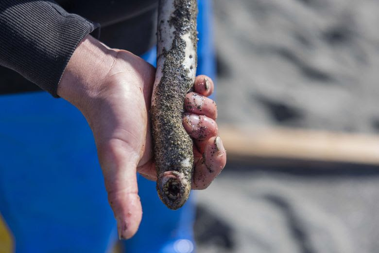 River Richards, a member of the Yurok Tribe, displays a traditionally and freshly captured lamprey covered in sand on a beach near the mouth of the Klamath River on March 1, 2023. (Daniel Kim / The Seattle Times)
