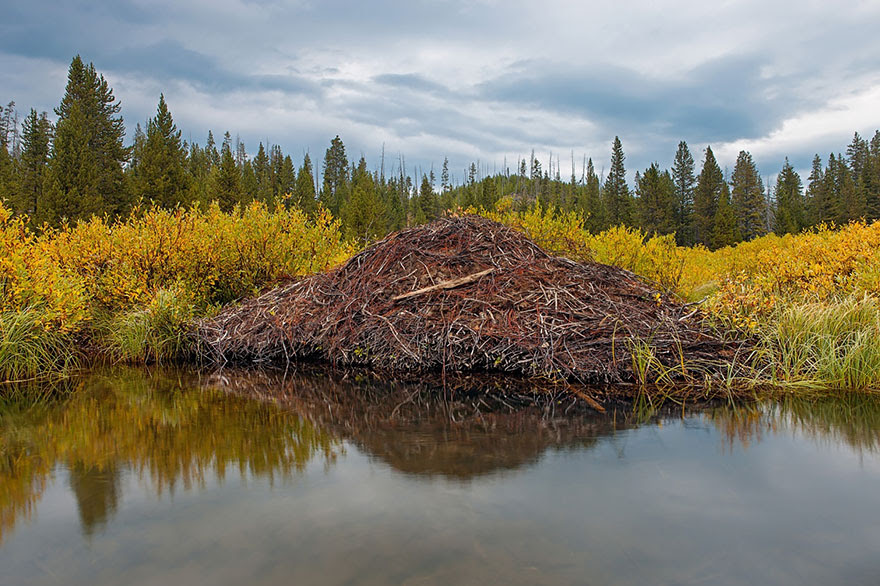 animal-architecture-nests-12