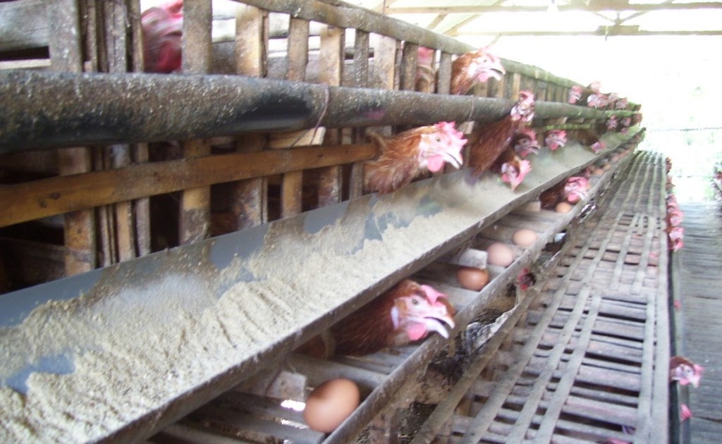 Cara Membersihkan Kandang Ayam  Petelur Belajar Agribisnis