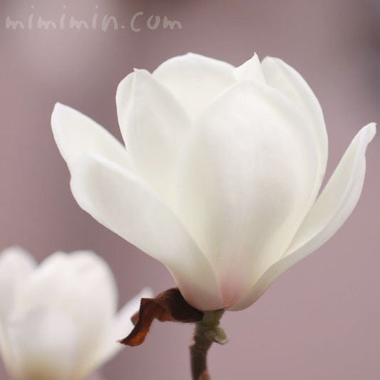 綺麗な木蓮花言葉 すべての美しい花の画像