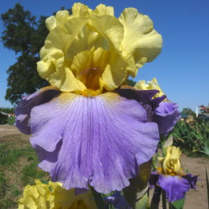 Affordable and search from millions of royalty free images, photos and vectors. Autumn Rain Iris Oasis Iris Garden