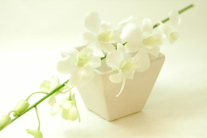 エレガントデンファレ 白 花言葉 すべての美しい花の画像
