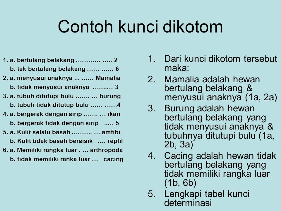 Contoh Hewan  Mamalia  Yang Menyusui Contoh Kia