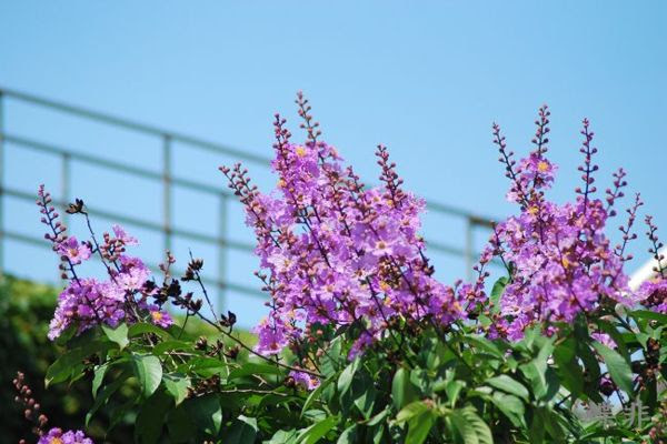 すべての花の画像 上紫色花的树