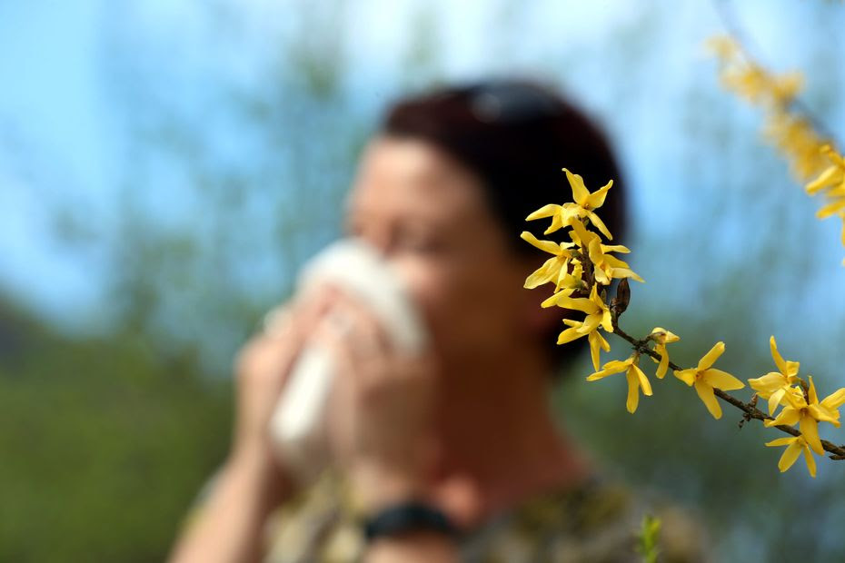 Santé : les allergies au pollen sont déjà de retour dans les Alpes, le niveau d'alerte rouge décrété