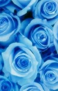 すべての美しい花の画像 待ち受け Iphone 青い 花