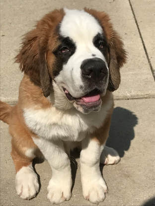 He is not for sale so canton, michigan » saint bernard st bernard puppies dasaintbernard42 5 st bernard puppies. Akc Saint Bernard Show Quality Puppies And Dogs Lake Michigan Saint Bernards