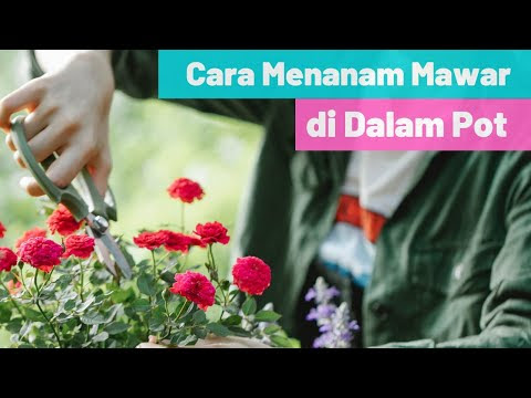 Cara Merawat Bunga  Edelweis Di Dalam Rumah