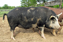 Un cerdo de pura sangre de la raza Ossabaw. Enlace a la información en inglés sobre la foto