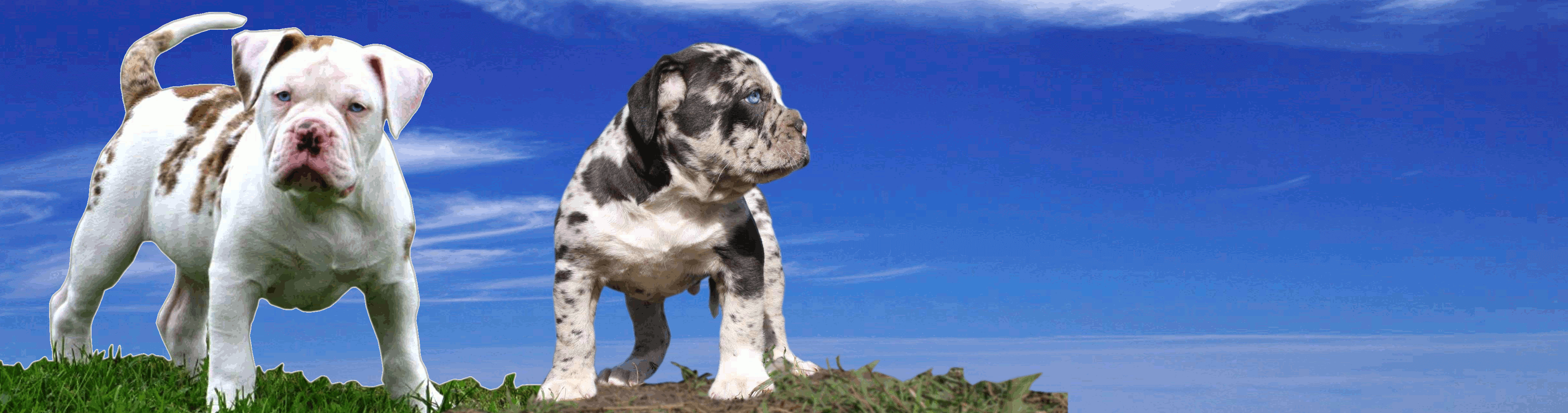 The alapaha's coat is relatively short and fairly stiff. Iabbr