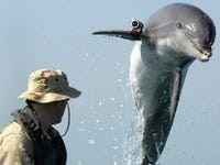 The US Navy's combat dolphins are serious military assets