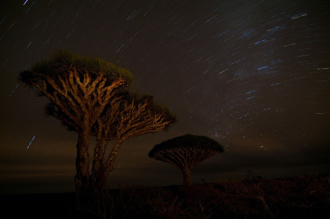 Đến Yemen khám phá vùng đất cây máu rồng Socotra - Ảnh 24.