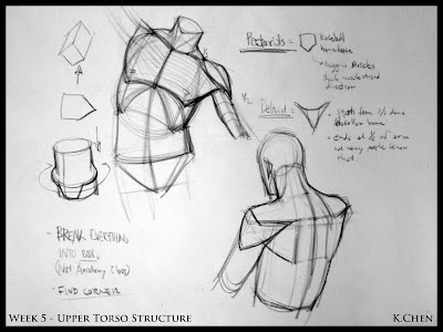 Analytical Figure Drawing SP08: Week 5 - Upper Torso Demo