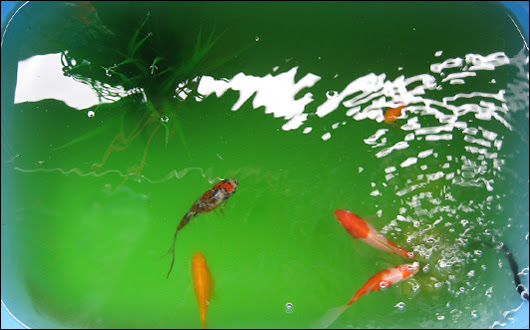 金魚の屋外飼育 12年7月